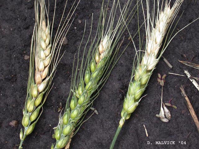 This photo shows fusarium head blight (scab) of wheat. (Photo by Dean Malvick, courtesy of the University of Illinois Department of Crop Sciences)
